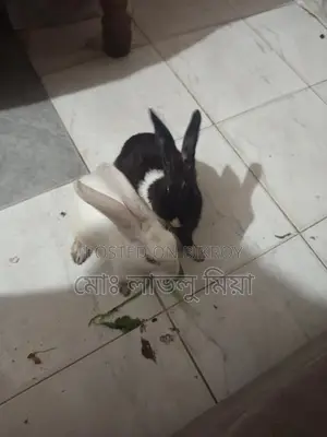 Two Rabbits