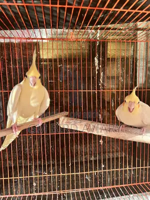 ২ জুরা ককাটেল পাখি ও একটা মেল।