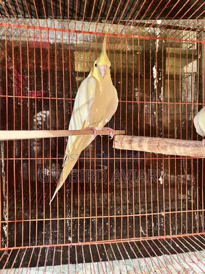 ২ জুরা ককাটেল পাখি ও একটা মেল।
