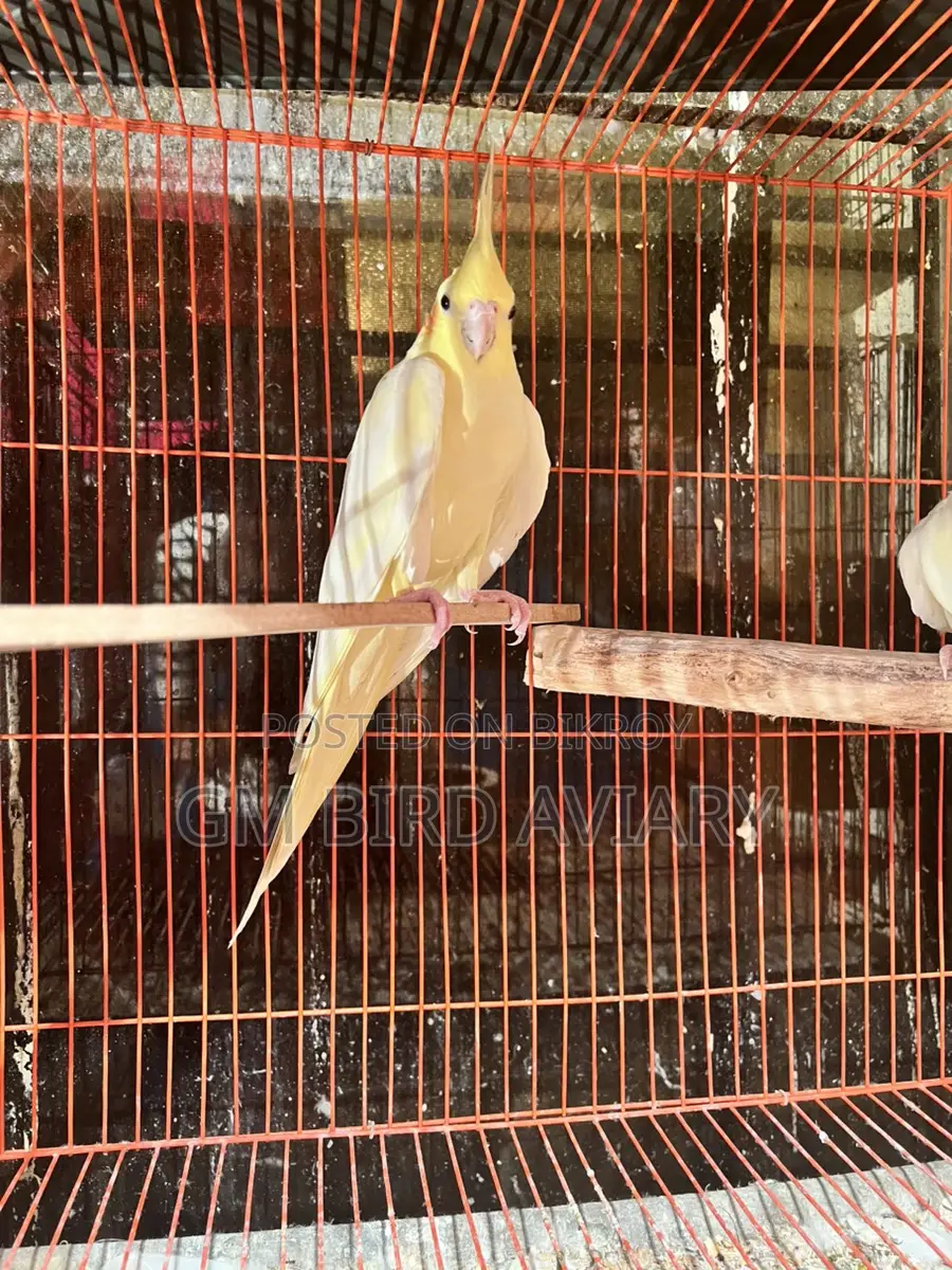 ২ জুরা ককাটেল পাখি ও একটা মেল।