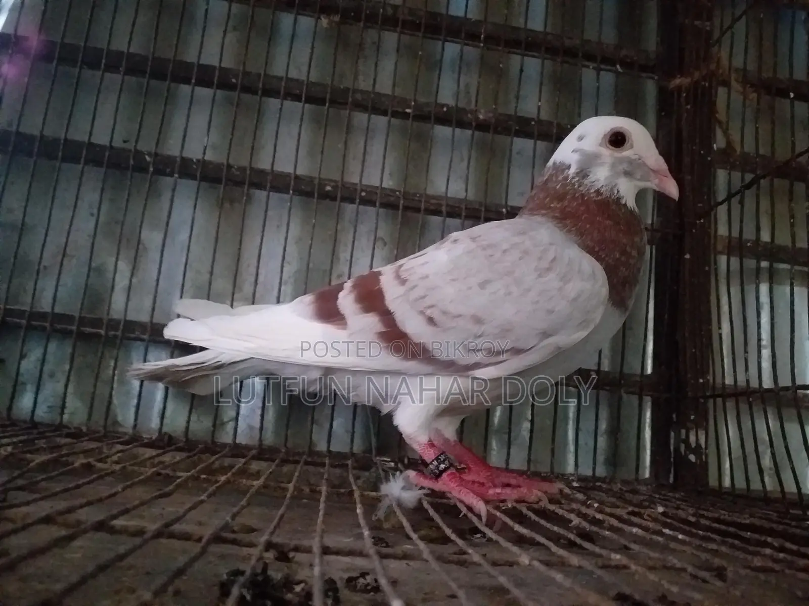 মিলি পাইড রেসার নর