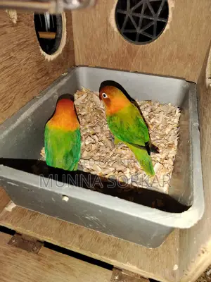 Love Brids