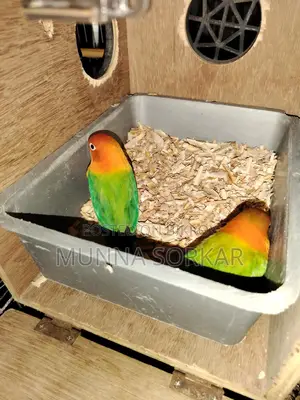 Love Brids
