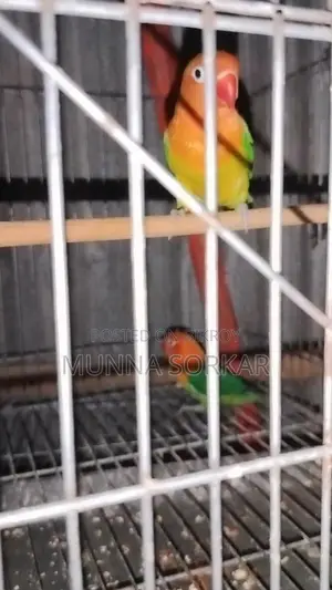 Love Brids