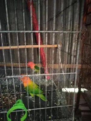 Love Brids