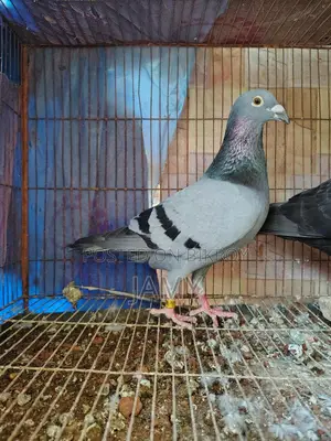 রেসার নর অরজিনাল