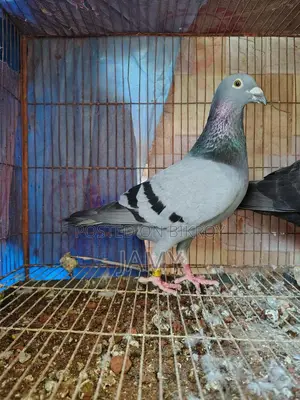 রেসার নর অরজিনাল
