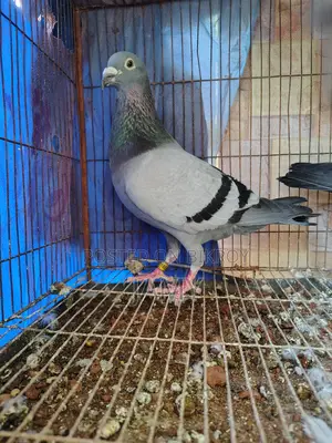 রেসার নর অরজিনাল