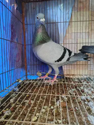 রেসার নর অরজিনাল