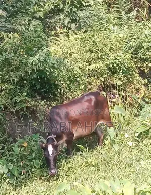 Deshi Cow