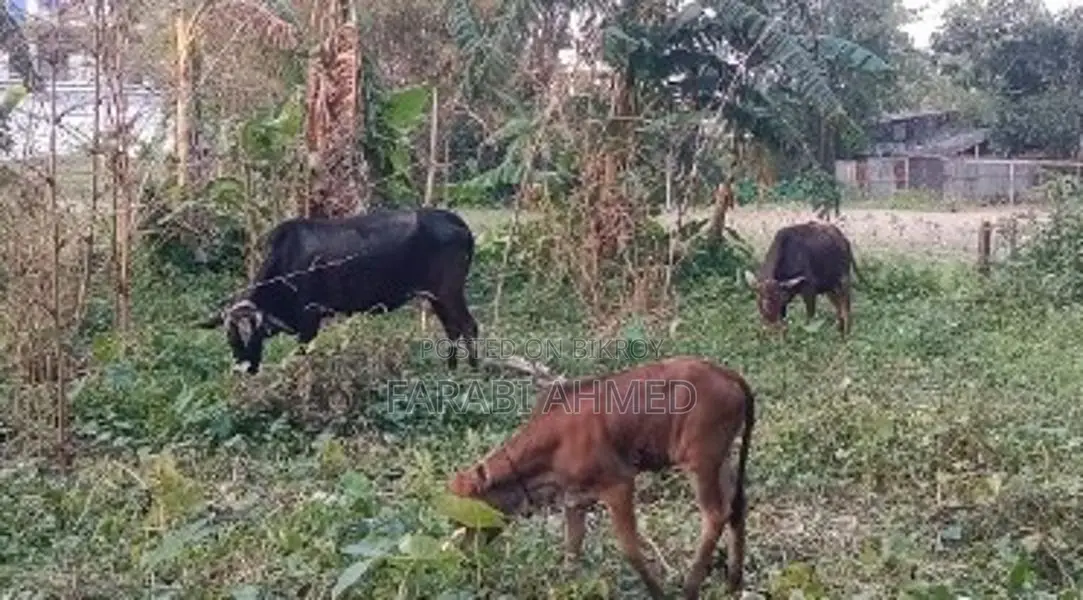 Deshi Cow