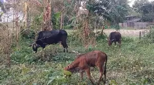Deshi Cow