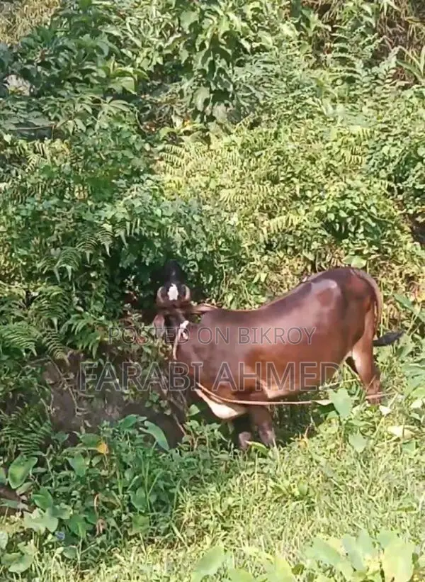 Deshi Cow