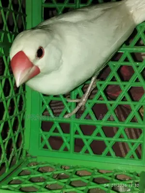 জাভা ও বাজিগর