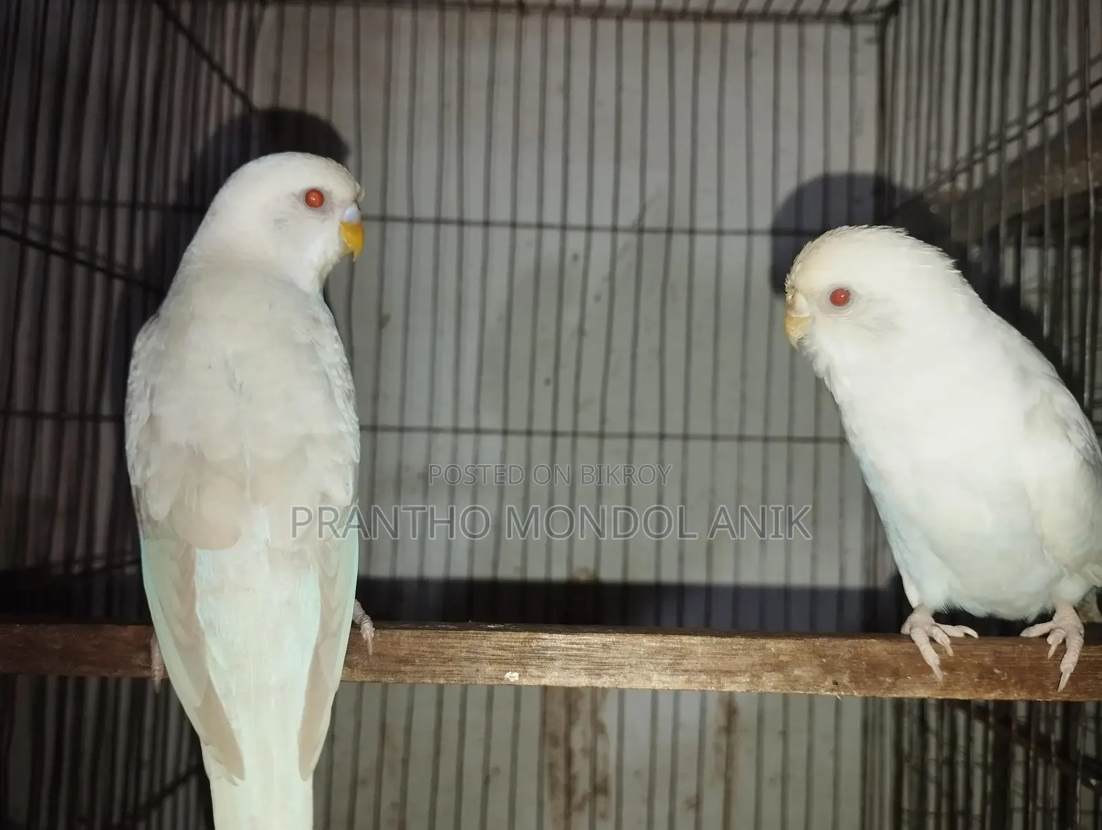 জাভা ও বাজিগর