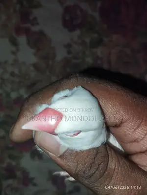 জাভা ও বাজিগর