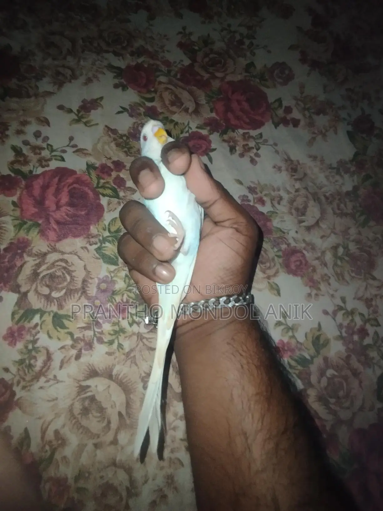 জাভা ও বাজিগর