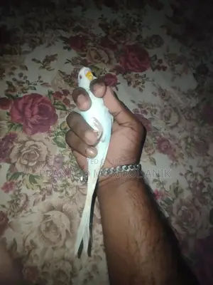 জাভা ও বাজিগর