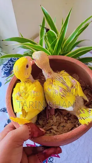 Yellow Ringneck