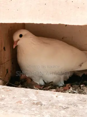 Rajshahi Giribaz Pigeon