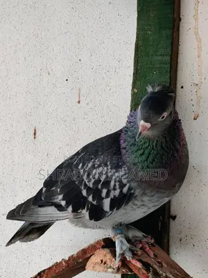রাজশাহীর গিরিবাজ কবুতর