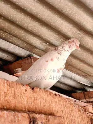 রাজশাহীর গিরিবাজ কবুতর