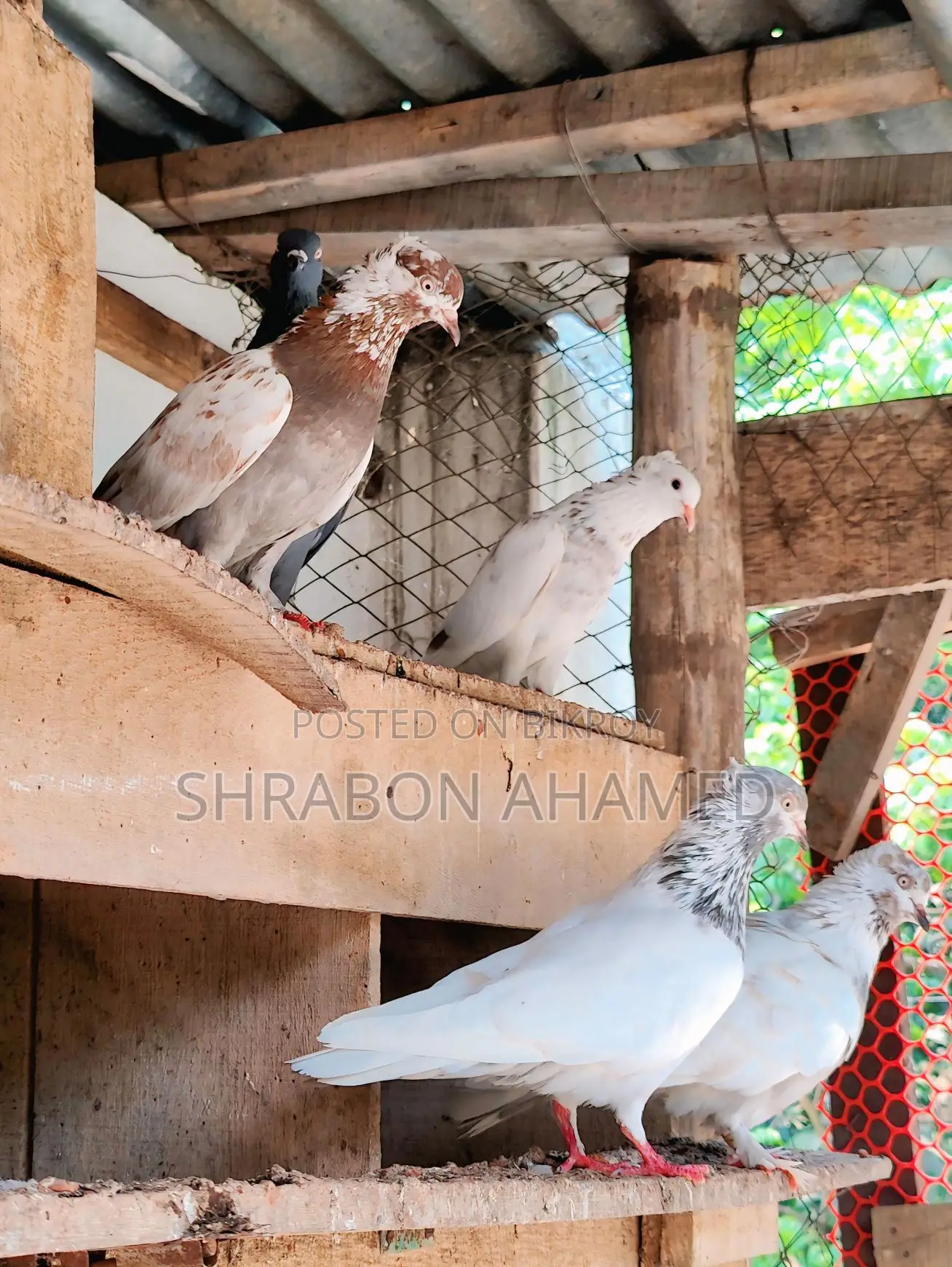 রাজশাহীর গিরিবাজ কবুতর