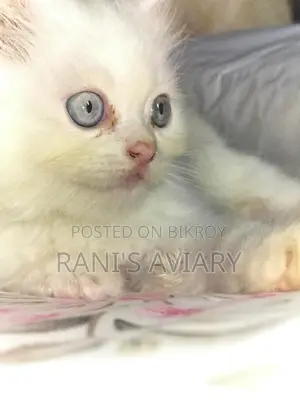 Persian Kitten Available