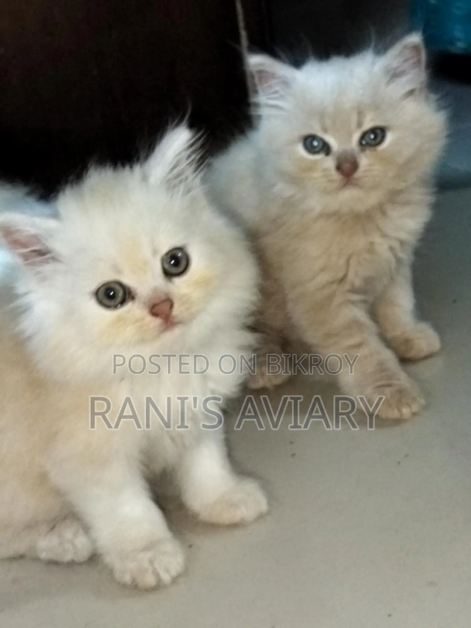 Persian Kitten Available