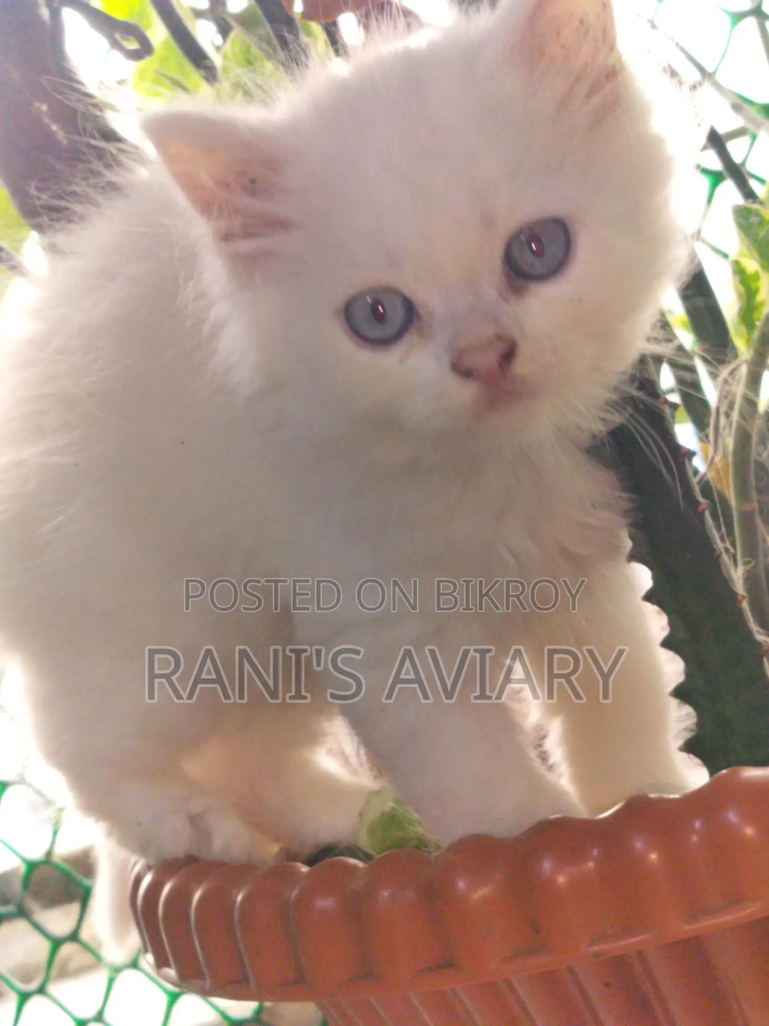Persian Kitten Available