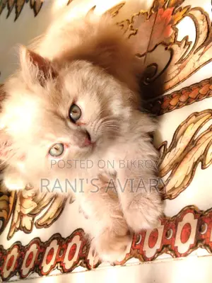 Persian Kitten Available