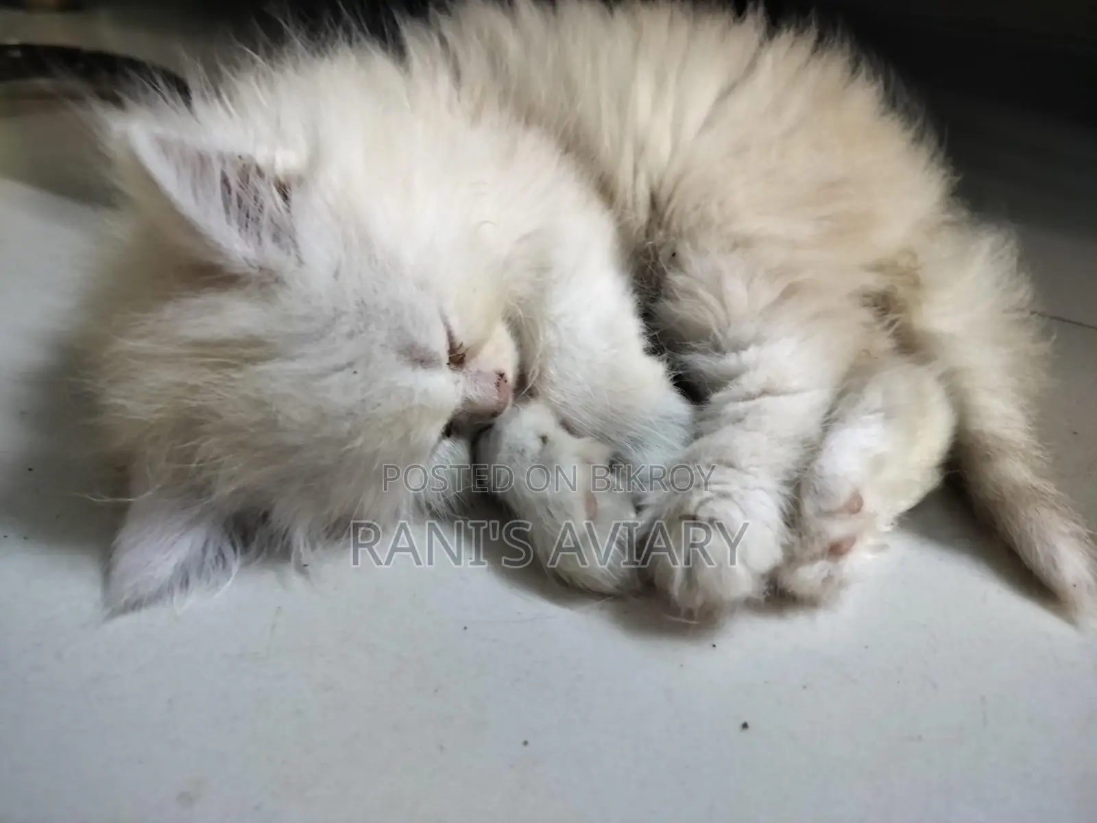 Persian Kitten Available