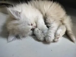 Persian Kitten Available
