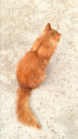 পার্সিয়ান বিক্রি