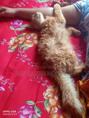 পার্সিয়ান বিক্রি