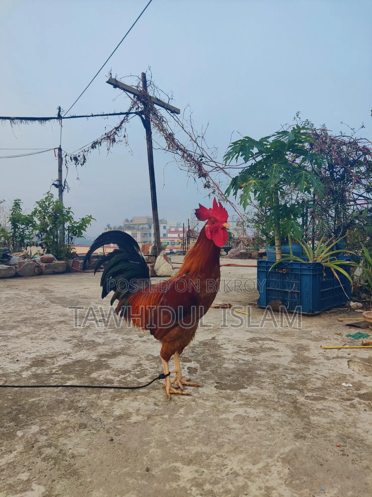 দেশি মোরগ বিক্রয় হবে