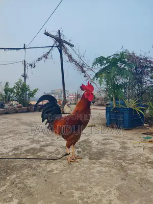 দেশি মোরগ বিক্রয় হবে