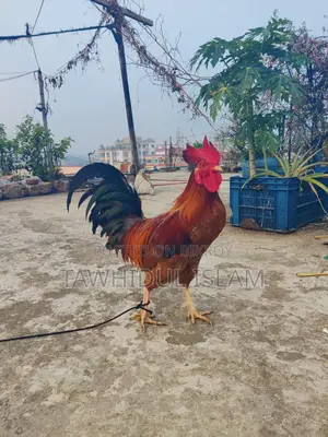 দেশি মোরগ বিক্রয় হবে