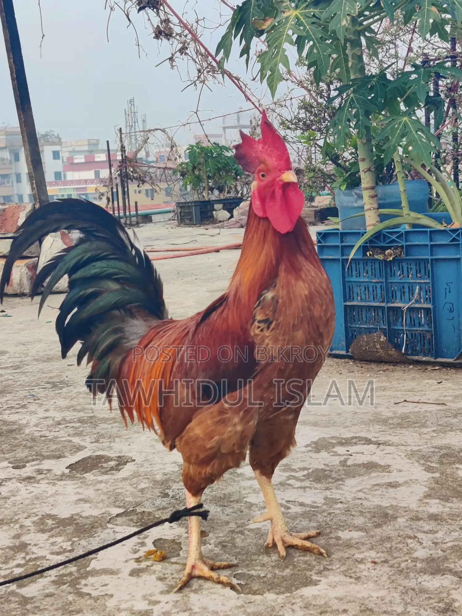 দেশি মোরগ বিক্রয় হবে