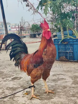 দেশি মোরগ বিক্রয় হবে
