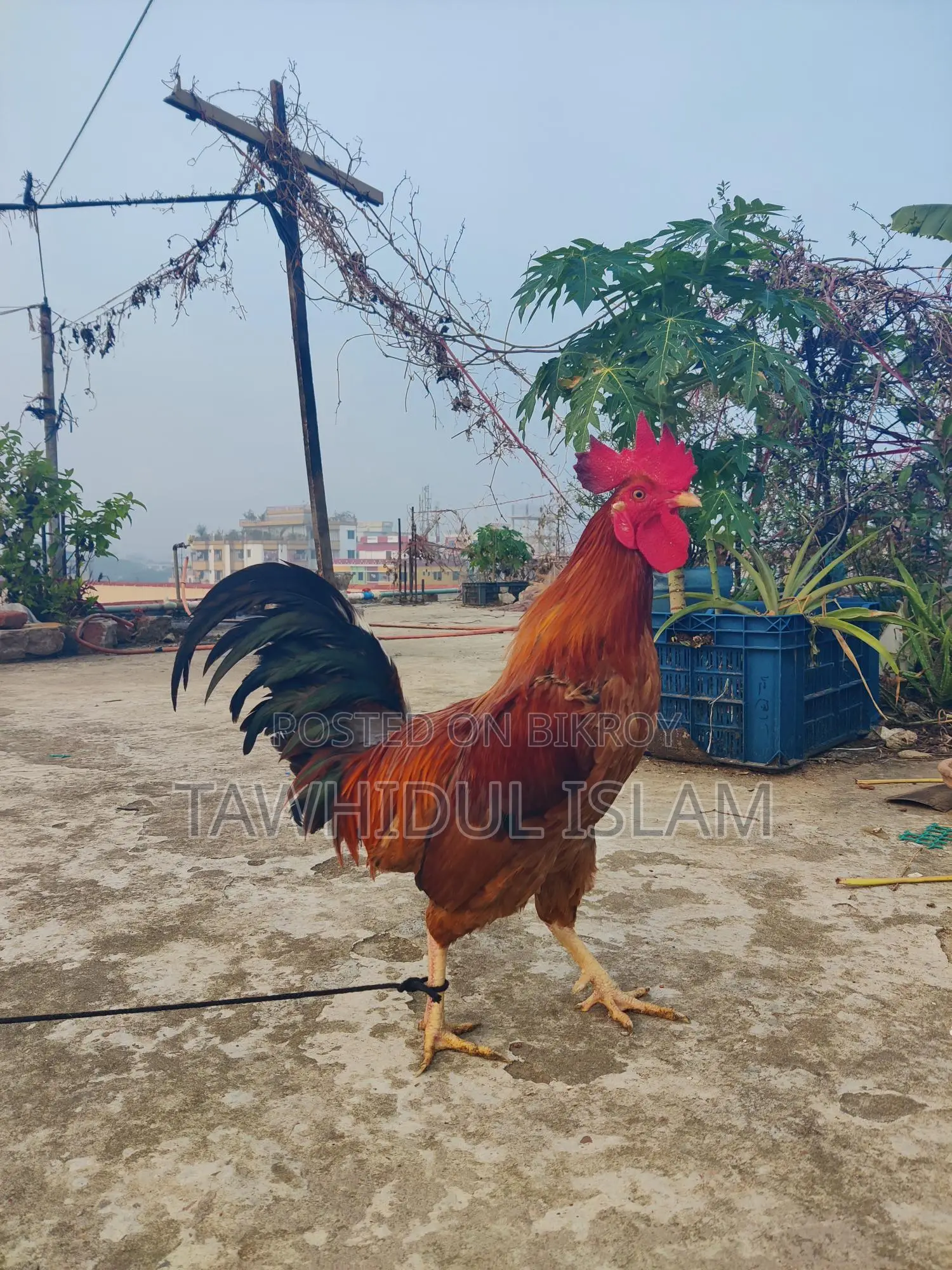 দেশি মোরগ বিক্রয় হবে