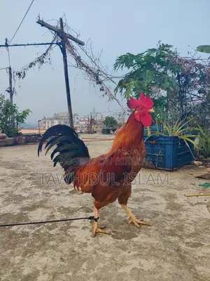 দেশি মোরগ বিক্রয় হবে