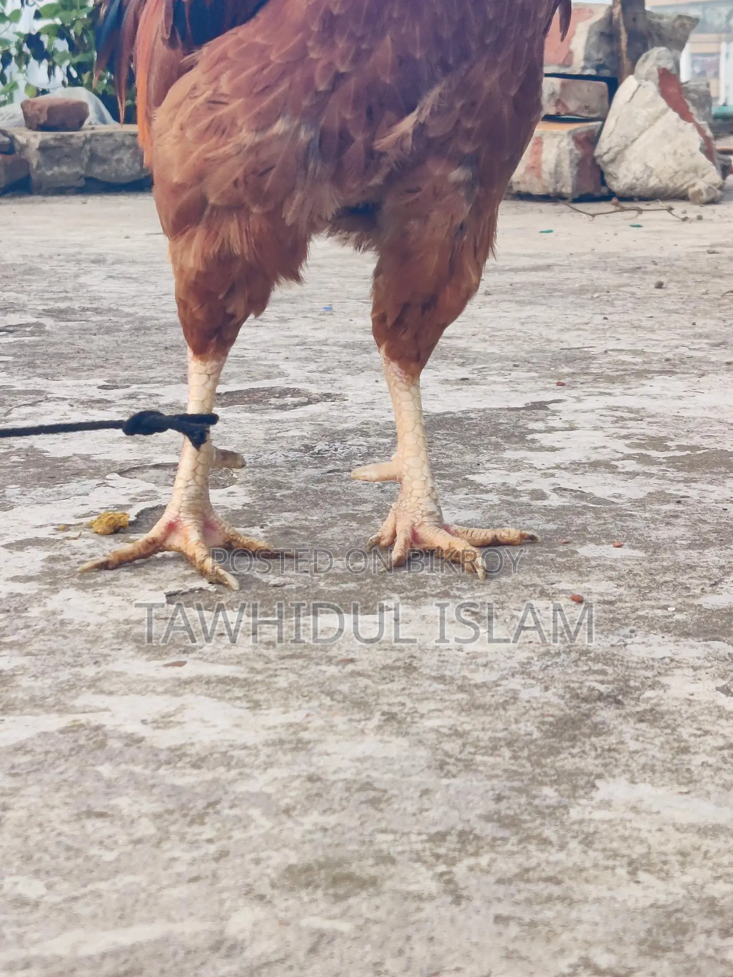 দেশি মোরগ বিক্রয় হবে