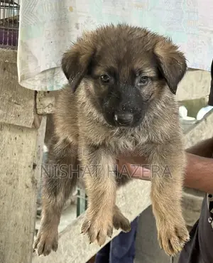 German Shepherd Dog Puppy