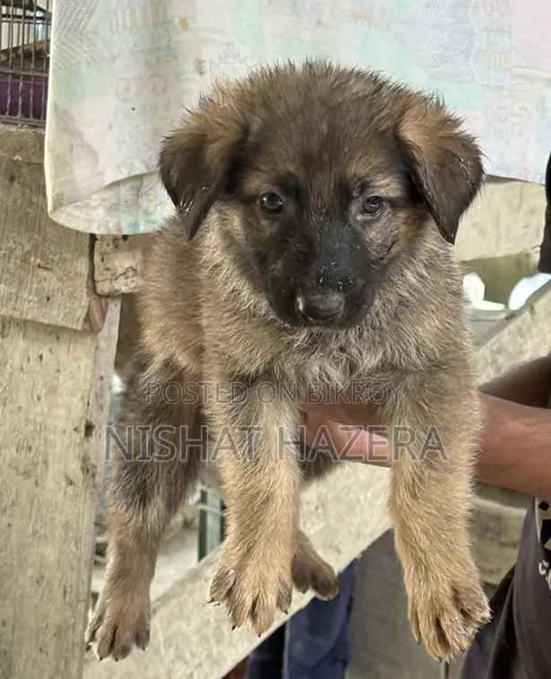 German Shepherd Dog Puppy