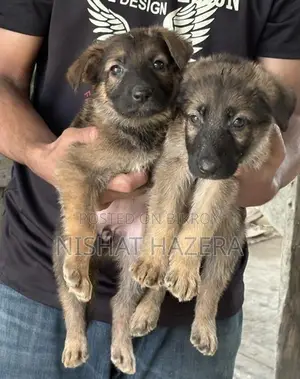 German Shepherd Dog Puppy