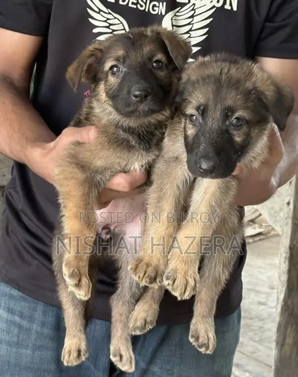 German Shepherd Dog Puppy