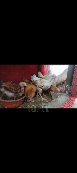 দেশি মুরগির বাচ্চা