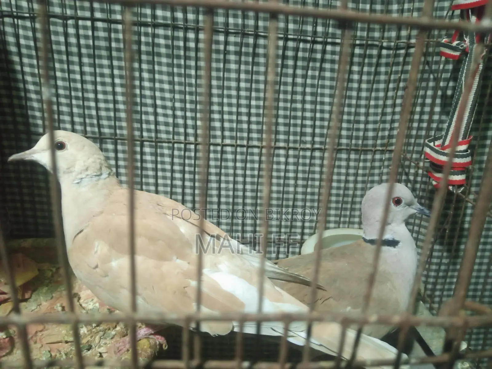 Australian Dove