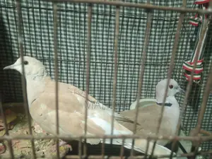 Australian Dove